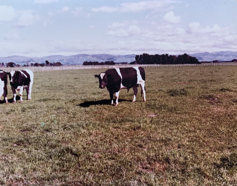 Farmlet species trial - 2 of 11