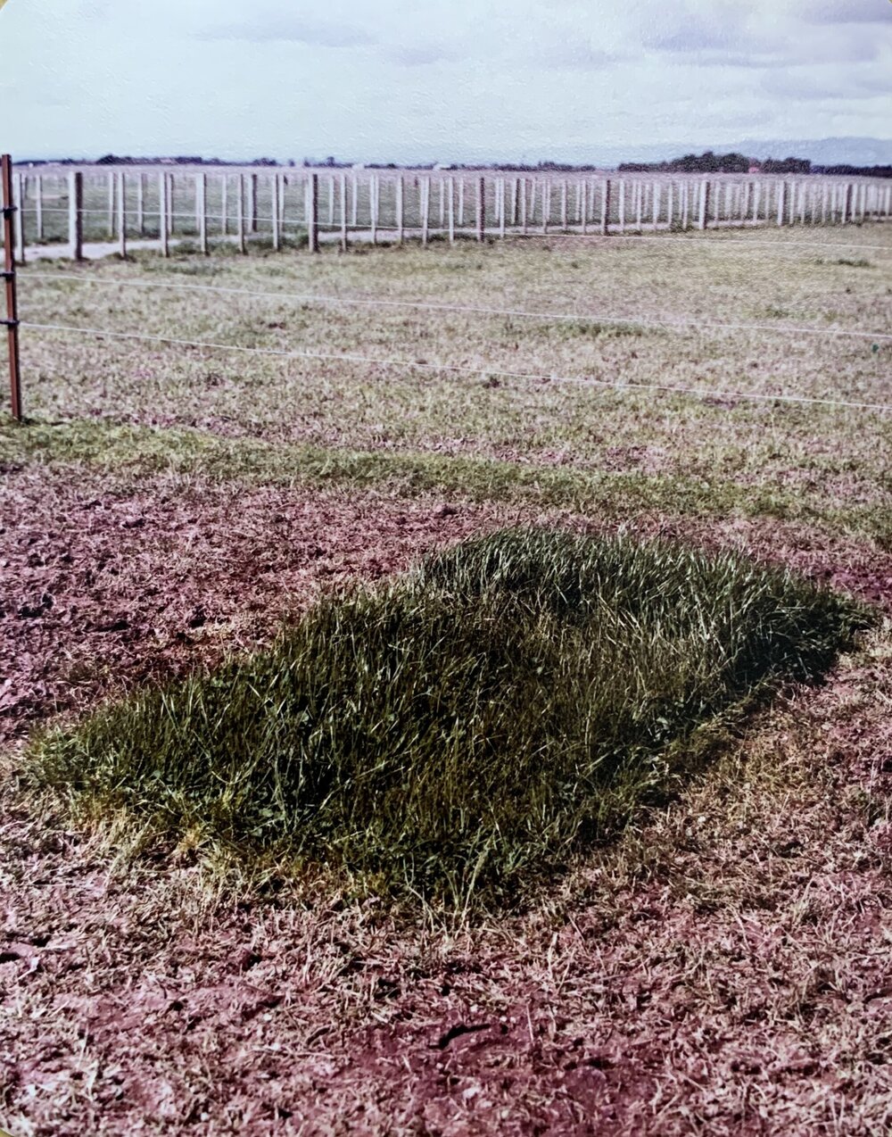 Farmlet species trial - 11 of 11