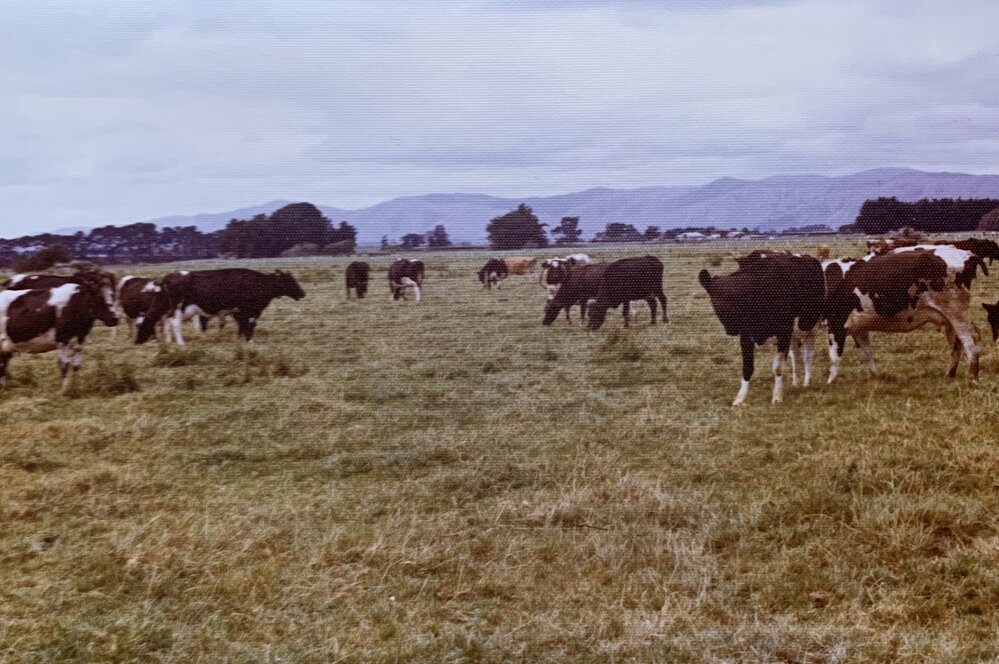 Cows in paddock on Field Day