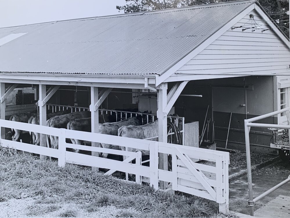 Dairying at Levin - 1 of 4