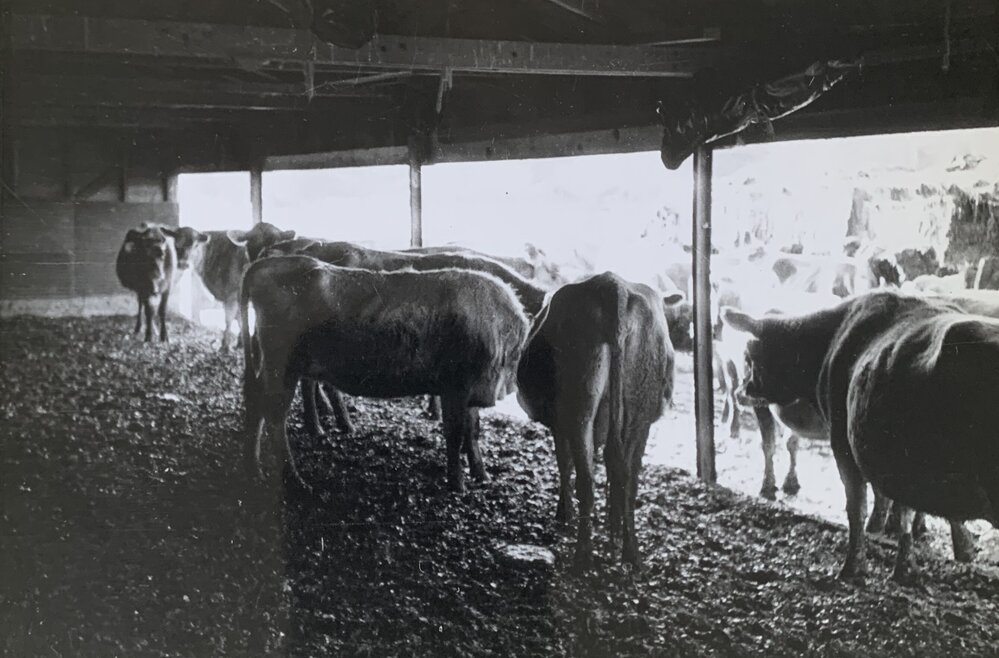 Dairying at Levin - 2 of 4