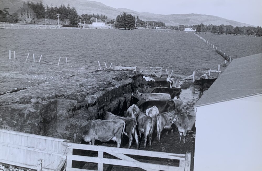 Dairying at Levin - 3 of 4