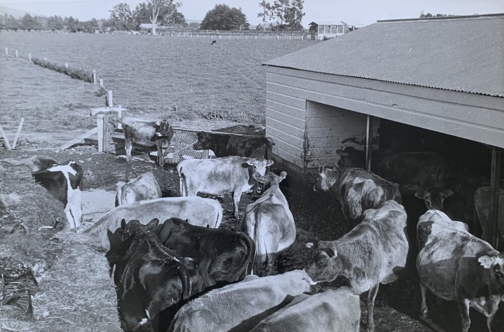 Dairying at Levin - 4 of 4