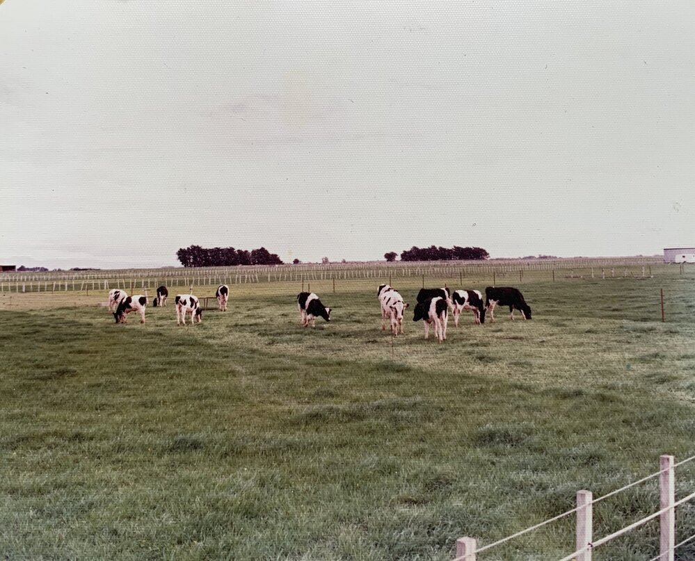 Dairy Farm at Levin - 1 of 3