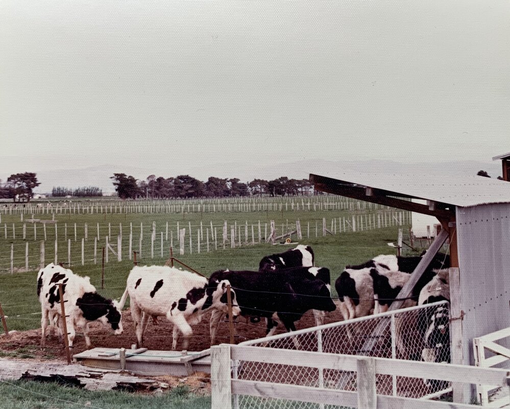 Dairy Farm at Levin - 2 of 3