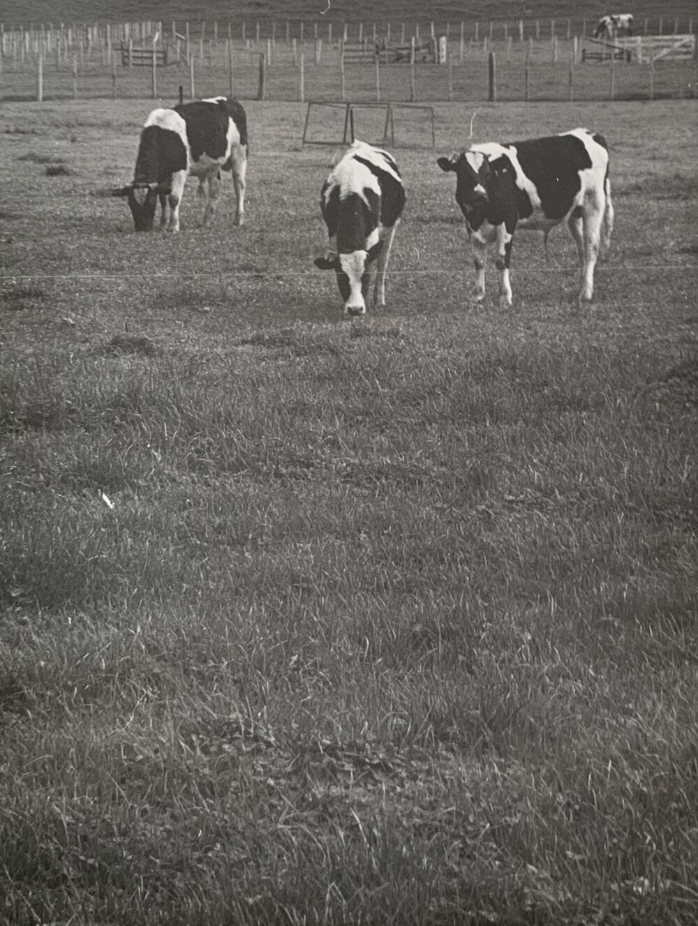 Black and white cows