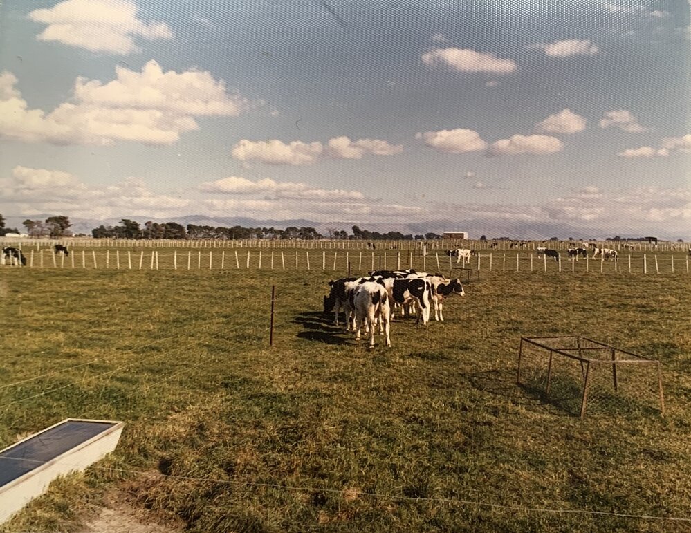 Black and white cows at Levin