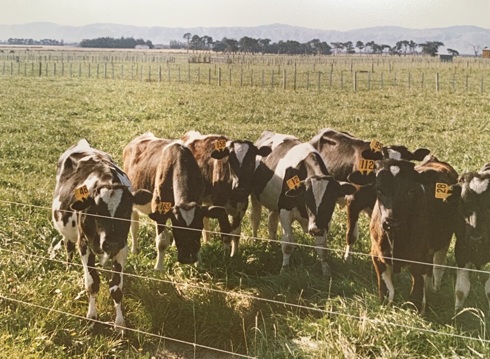 Cows with tagged ears
