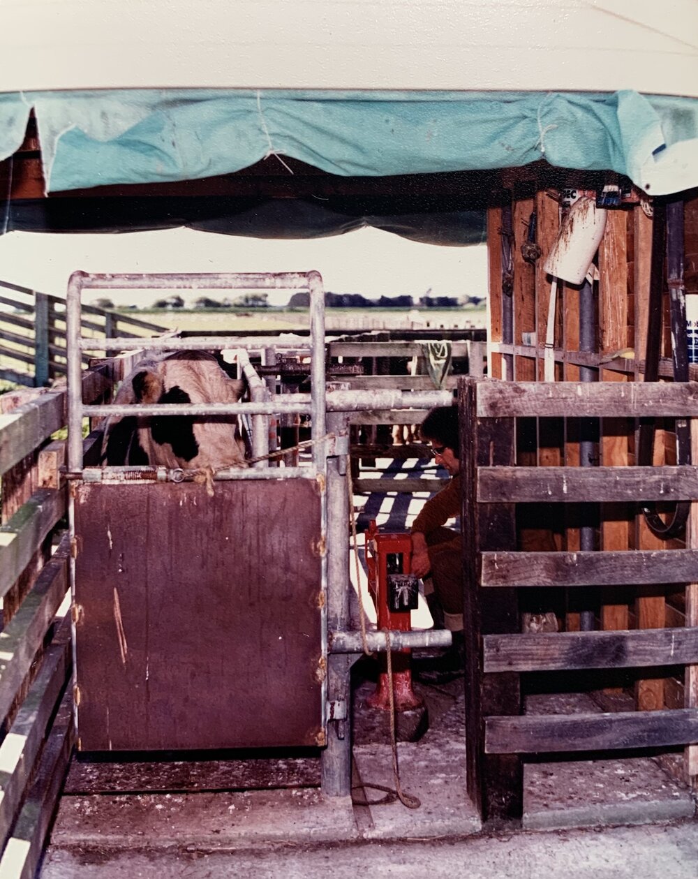 Cow in a cattle crush