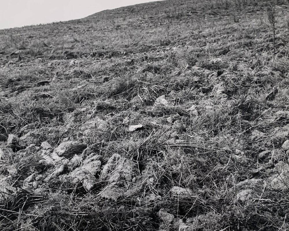 Kaikohe Farm 1959 - 9 of 13