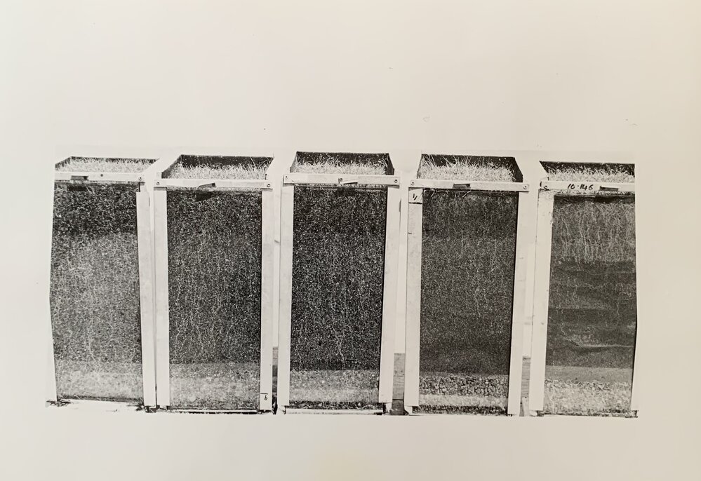 Growing turf in sand