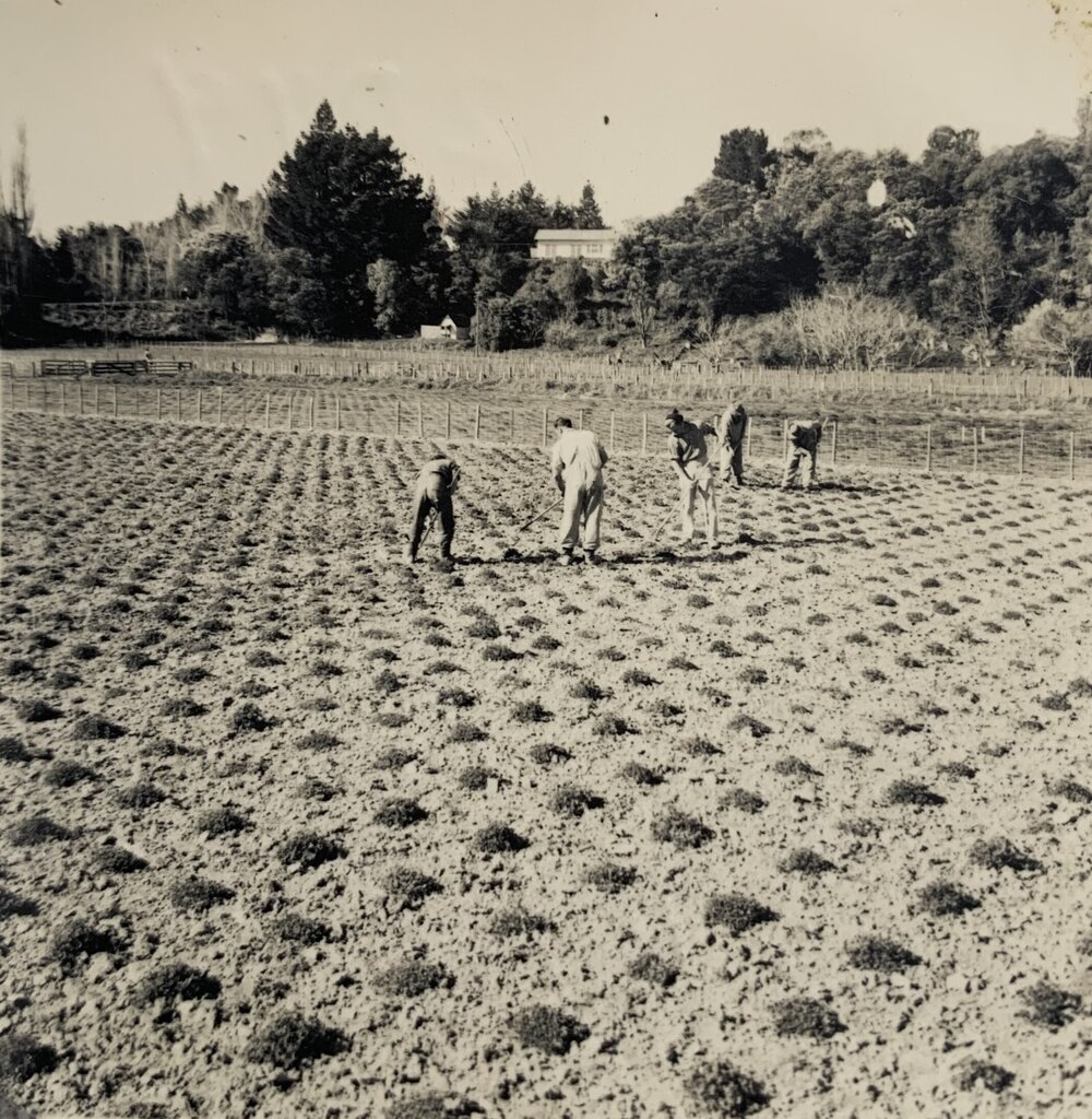 Spaced plants at Grasslands - 4 of 7