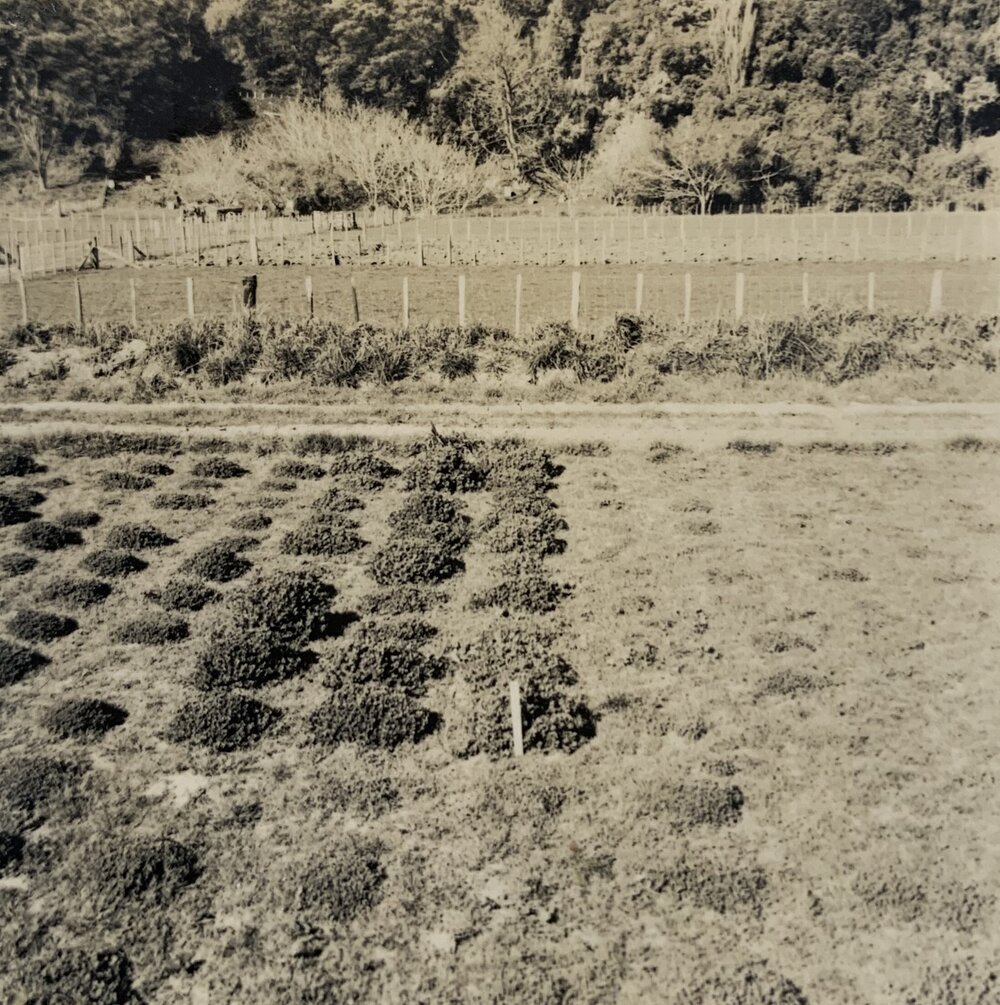 Spaced plants at Grasslands - 3 of 7