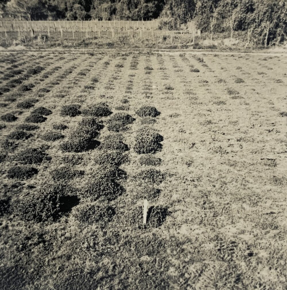 Spaced plants at Grasslands - 2 of 7