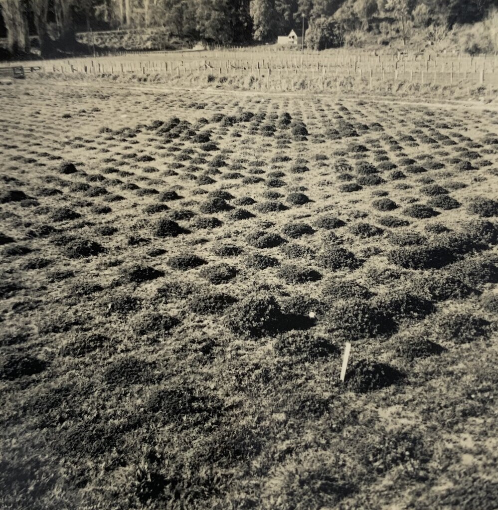 Spaced plants at Grasslands - 1 of 7