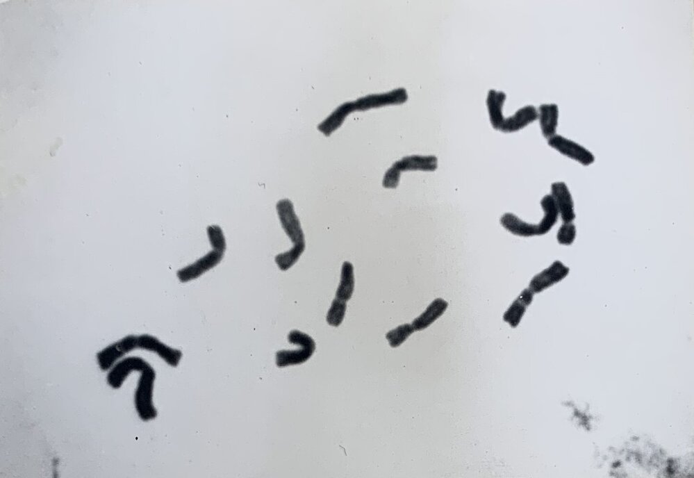 Leaf squash - 3 of 4