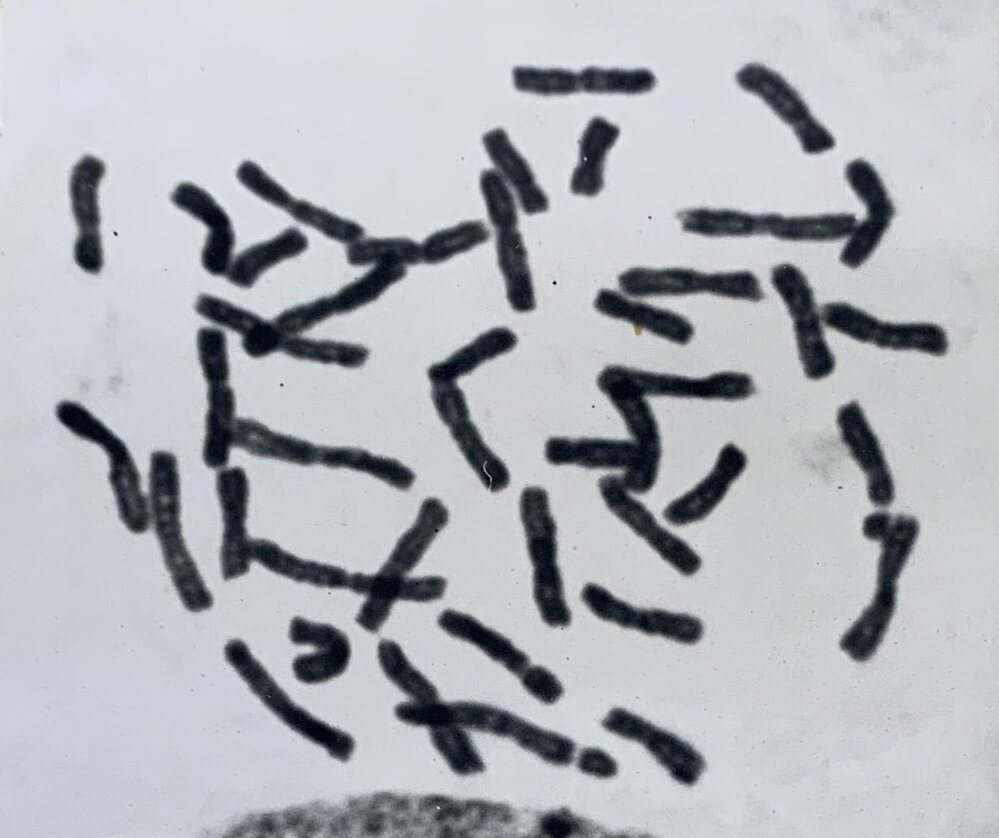 Leaf squash - 1 of 4