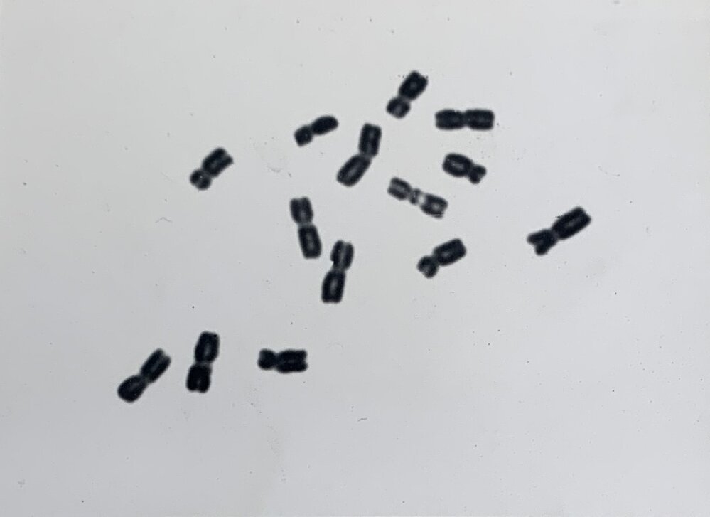 Leaf squash - 2 of 4