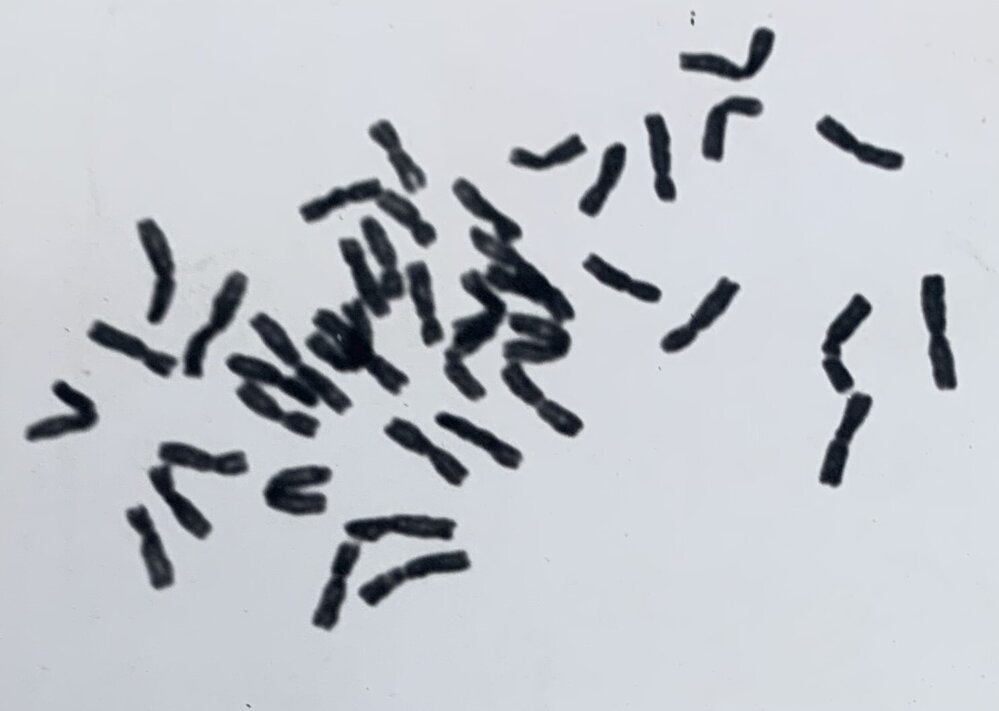 Leaf squash - 4 of 4