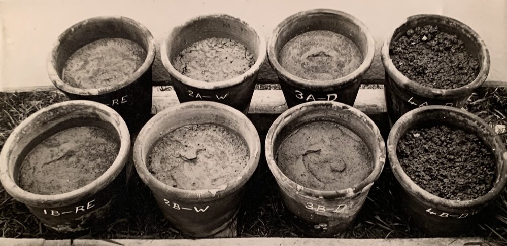 Pots holding raw earth - worm activity 