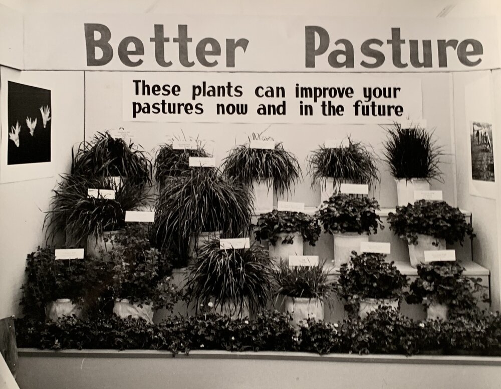 Plant display - 1 of 2