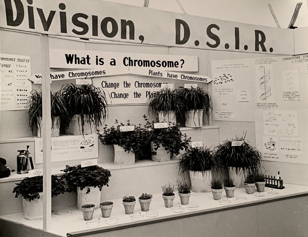 Plant display - 2 of 2