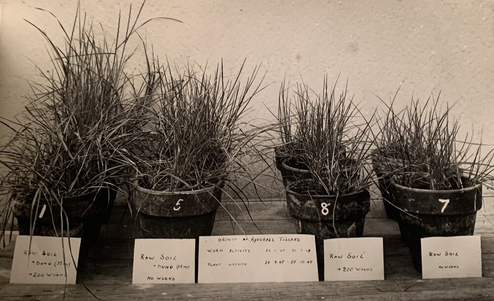 Growth of Ryegrass Tillers