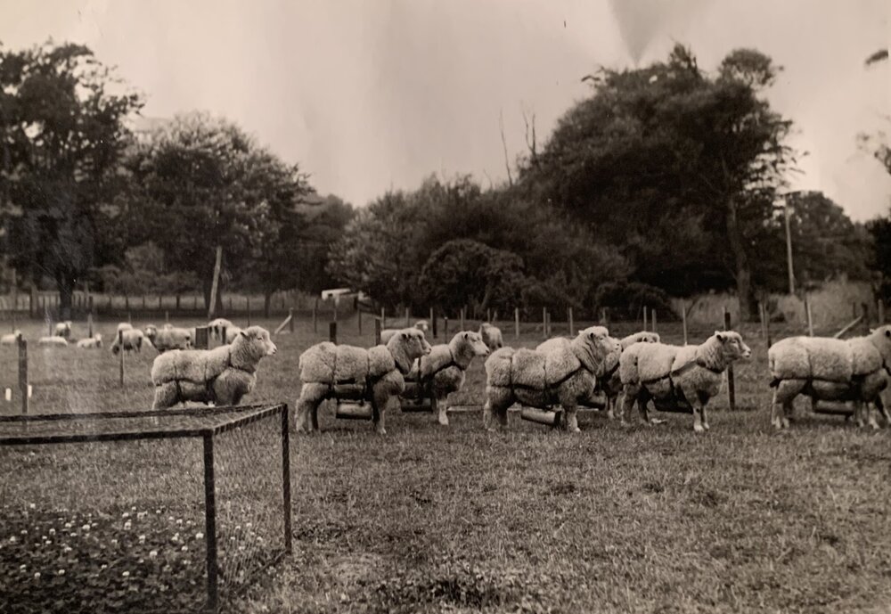 Sheep wearing dung return devices
