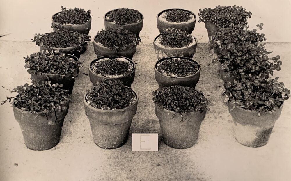 Sixteen clover pots - 2 of 2