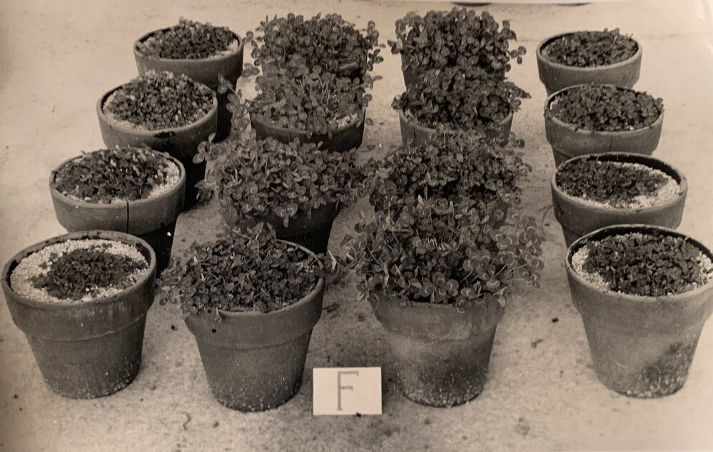 Sixteen clover pots - 1 of 2