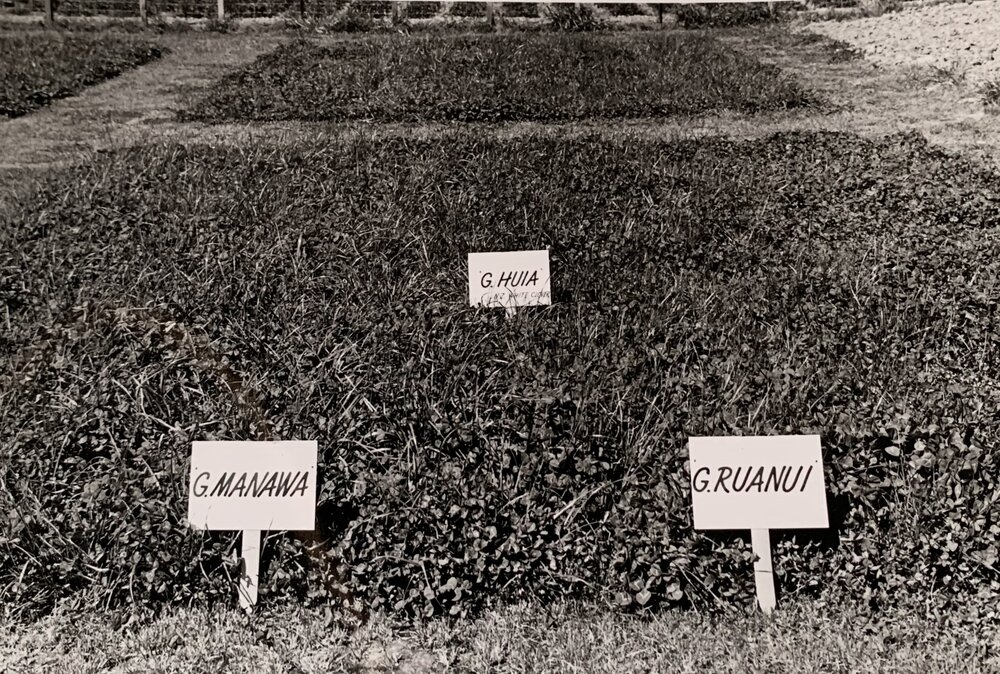 Plots: G. Manawa, G. Huia and G. Ruanui