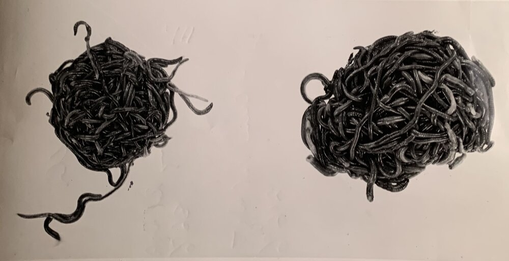 Two balls of earthworms