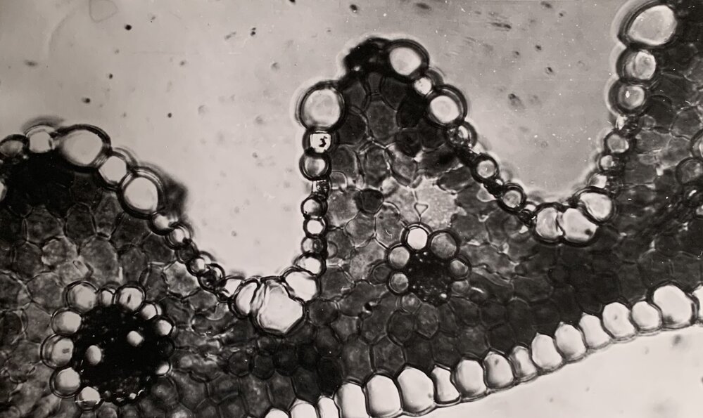 Cross section of leaf