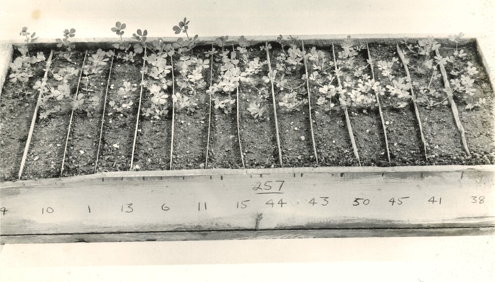 Propagation tray - 2 of 2
