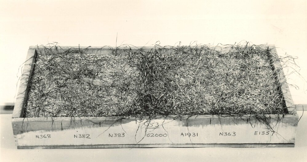 Propagation tray - 1 of 2