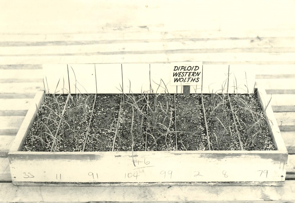 Wilting experiment - 4 of 4