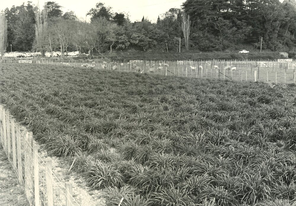 Spaced plants - G4709