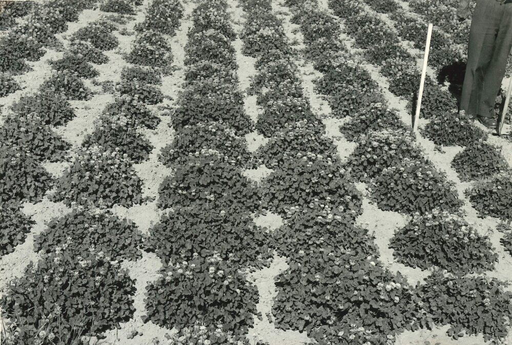 Spaced plants - C1494 and C1468