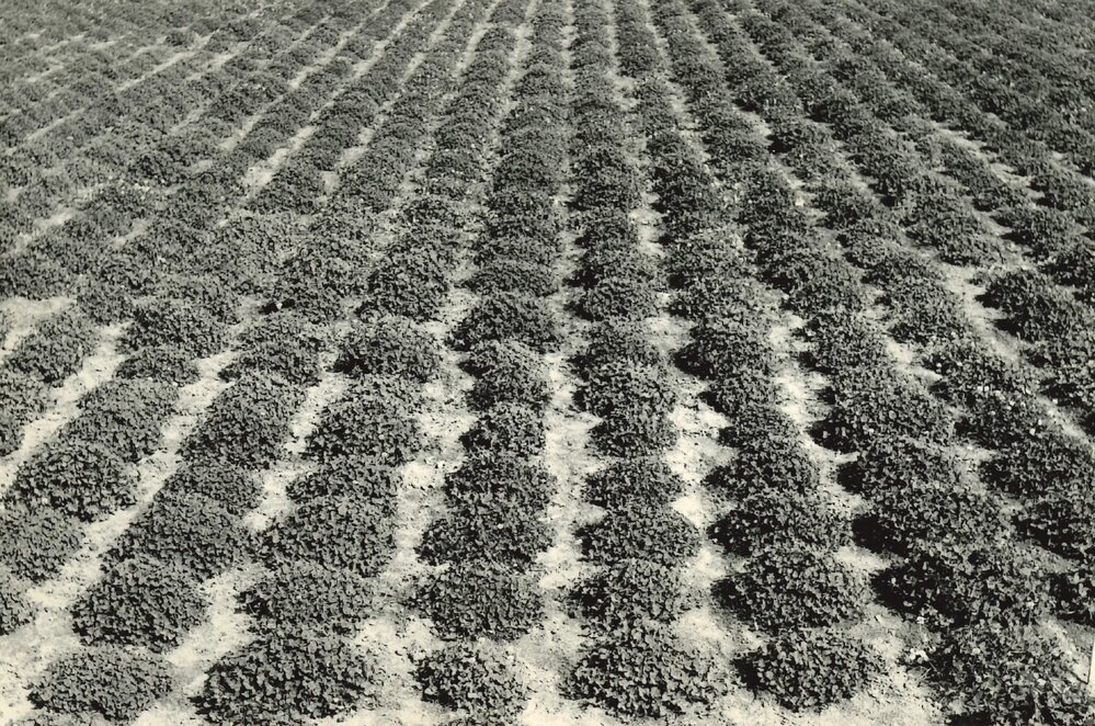 Spaced plants - C1153, C1067 and C1527