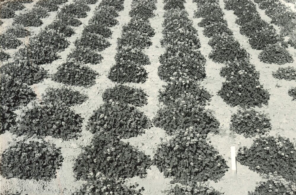 Spaced plants - C1668 and C1153