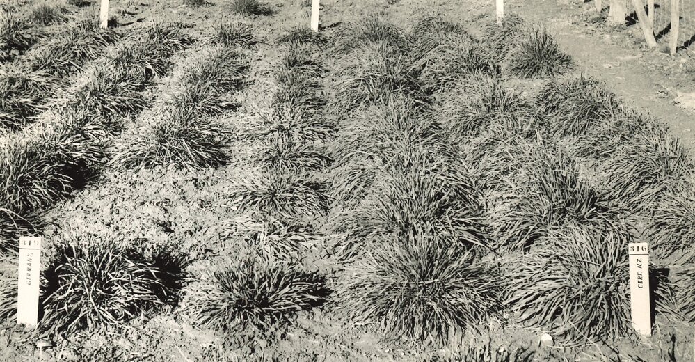 Cocksfoot - spaced plants