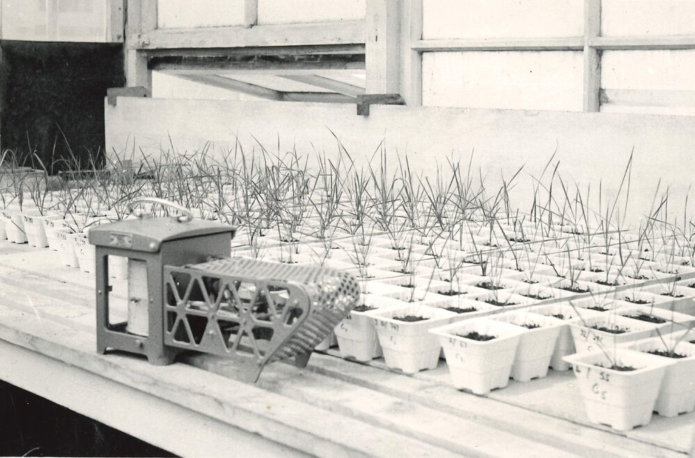 Plants in plastic propagation pots - 1 of 4