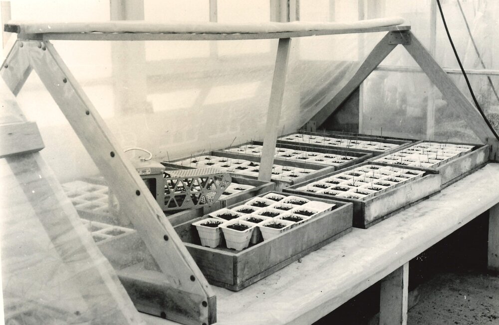 Plants in plastic propagation pots - 2 of 4