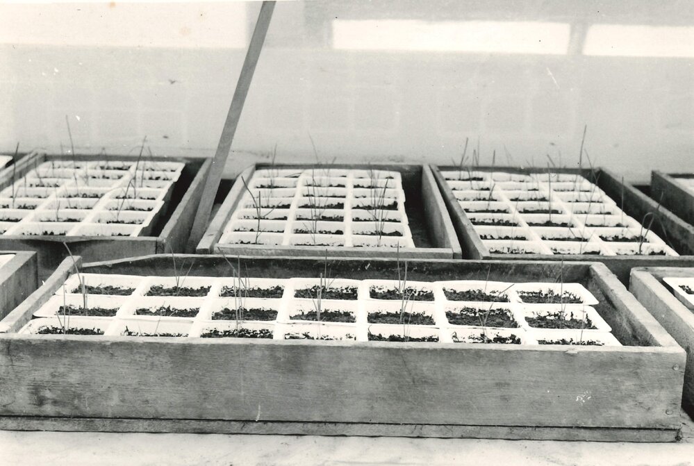 Plants in plastic propagation pots - 3 of 4