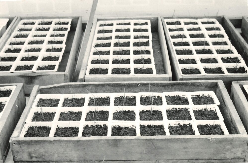 Plants in plastic propagation pots - 4 of 4