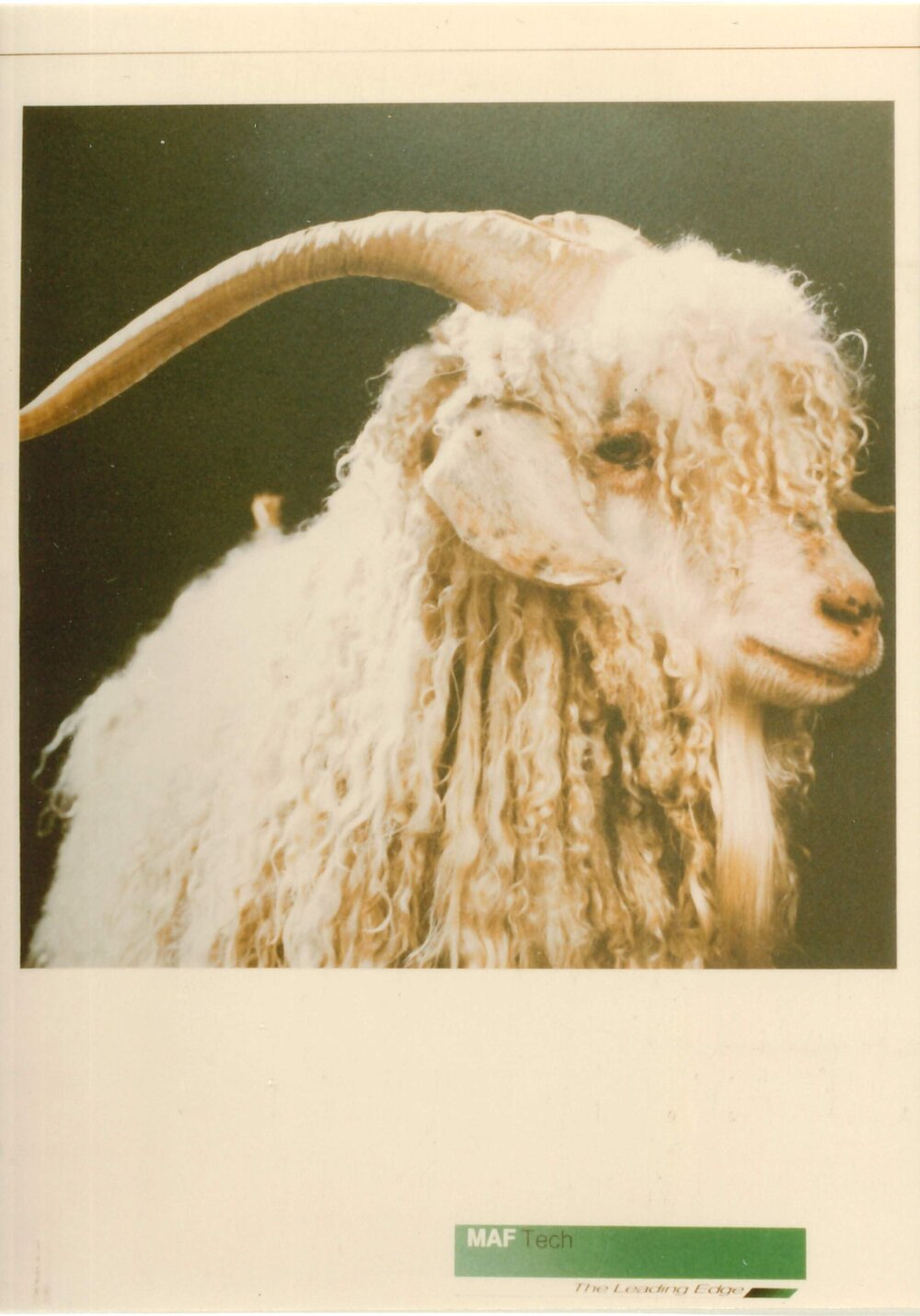 MafTech goats - 1 of 7