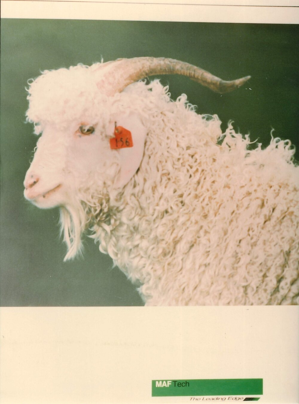 MafTech goats - 2 of 7