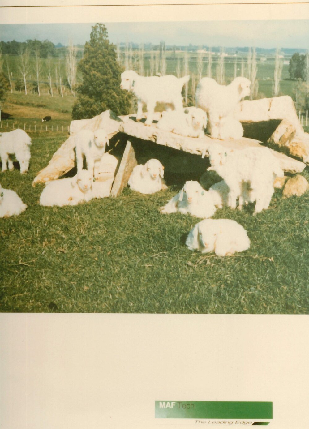 MafTech goats - 3 of 7