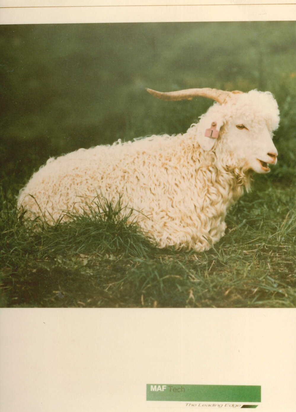 MafTech goats - 4 of 7