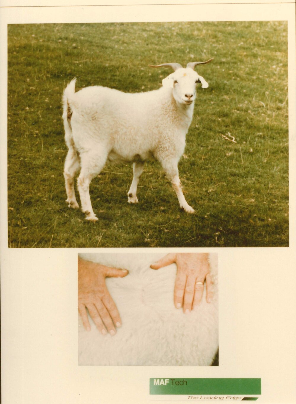 MafTech goats - 5 of 7